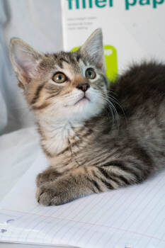 Rescue Domestic Short Hair Cats for Adoption in Martensdale, Iowa - Paper | PetCurious