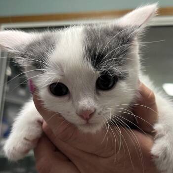 Domestic Short Hair Cats Available for Adoption in Lenexa, Kansas - Long John | PetCurious