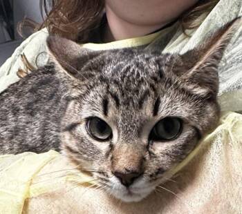 Domestic Short Hair Cats Available for Adoption - Leonel | PetCurious