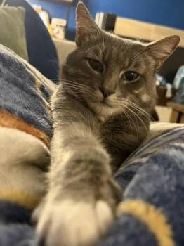 Beetle FIV+ -  Domestic Short Hair Cat for Adoption in Fort Worth, Texas - Beetle FIV+ | PetCurious