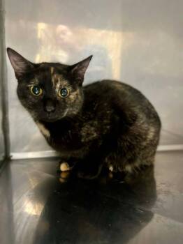 Domestic Short Hair Cats Available for Adoption in Fort Payne, Alabama - Serious | PetCurious