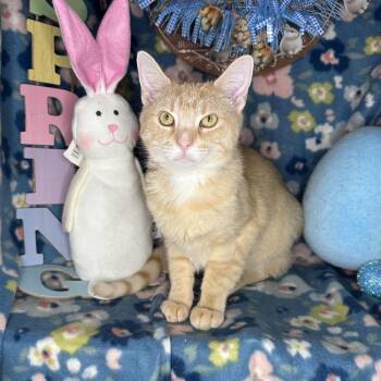 Domestic Medium Hair and American Shorthair Cats Available for Adoption - Pixie Dust | PetCurious