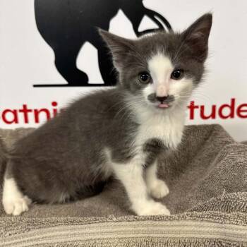 RUBY -  Domestic Short Hair Cat for Adoption in Willows, California - RUBY | PetCurious