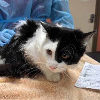 Beckham -  Domestic Short Hair Cat for Adoption in Flagstaff, Arizona - Beckham | PetCurious