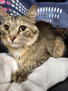 Belle Star $50 -  Domestic Medium Hair and Domestic Short Hair Cat for Adoption in Seneca, South Carolina - Belle Star $50 | PetCurious