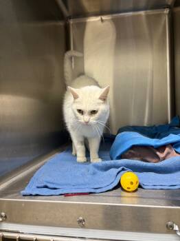 Rescue Domestic Short Hair Cats for Adoption in Virginia, Minnesota - Nilla | PetCurious