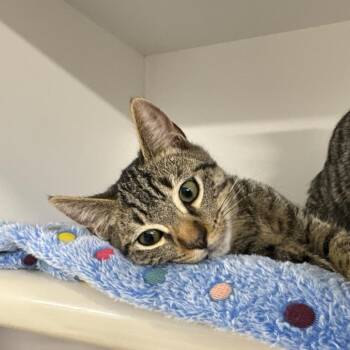 Zane -  Domestic Short Hair Cat for Adoption in Clearwater, Florida - Zane | PetCurious