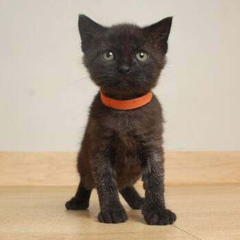 Mae C71221 -  Domestic Short Hair Cat for Adoption in Minnetonka, Minnesota - Mae C71221 | PetCurious