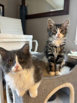 Rescue Domestic Medium Hair Cats for Adoption in Ferndale, Michigan - Benny Bunny | PetCurious