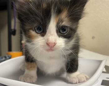 CIDER -  Domestic Short Hair Cat for Adoption in Sugar Land, Texas - CIDER | PetCurious