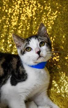 Lenny -  Domestic Short Hair Cat for Adoption in Yakima, Washington - Lenny | PetCurious