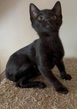 Rescue Domestic Short Hair Cats for Adoption in Parkville, Maryland - Carbohydrate | PetCurious