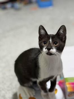 Titus -  Domestic Short Hair Cat for Adoption in Greenwood, Indiana - Titus | PetCurious