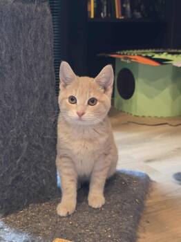 Rescue Tabby and Domestic Short Hair Cats for Adoption in Shippenville, Pennsylvania - Geralt A.k.a. Gary | PetCurious