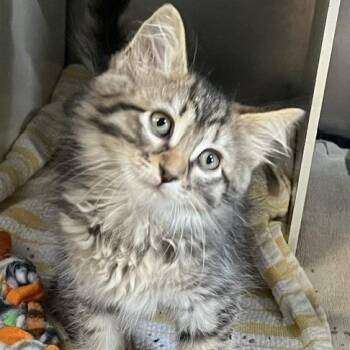 Atalanta -  Domestic Medium Hair Cat for Adoption in Baltimore, Maryland - Atalanta | PetCurious
