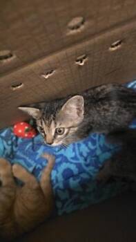 Otter -  Domestic Short Hair Cat for Adoption in Wichita, Kansas - Otter | PetCurious