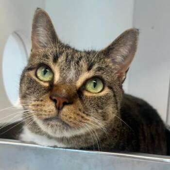 Domestic Short Hair Cats Available for Adoption in Manassas, Virginia - Bon Bon (ID 51665) | PetCurious