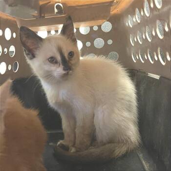 Moon Beam -  Siamese Cat for Adoption in Albert Lea, Minnesota - Moon Beam | PetCurious