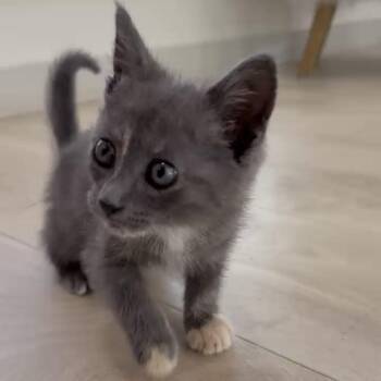 Ruby -  Domestic Short Hair Cat for Adoption in Prosper, Texas - Ruby | PetCurious