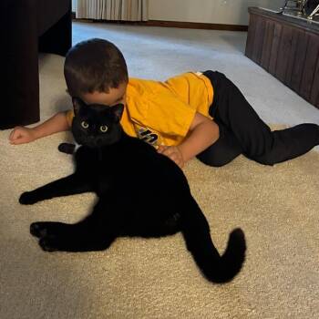 Domestic Short Hair Cats Available for Adoption - Reno | PetCurious