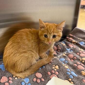 Marmalade -  Domestic Short Hair Cat for Adoption in Hemet, California - Marmalade | PetCurious