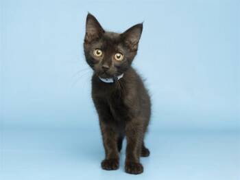 TIM -  Domestic Medium Hair Cat for Adoption in Phoenix, Arizona - TIM | PetCurious