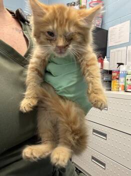 Philbert -  Domestic Medium Hair Cat for Adoption in Evansville, Indiana - Philbert | PetCurious