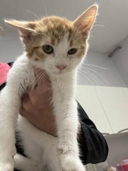 Simba -  Domestic Short Hair Cat for Adoption in Pequot Lakes, Minnesota - Simba | PetCurious