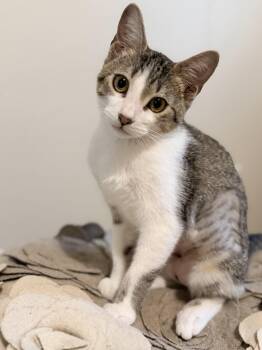 Starr - Riley Fuzzel Petsmart -  Domestic Short Hair Cat for Adoption in Spring, Texas - Starr - Riley Fuzzel Petsmart | PetCurious