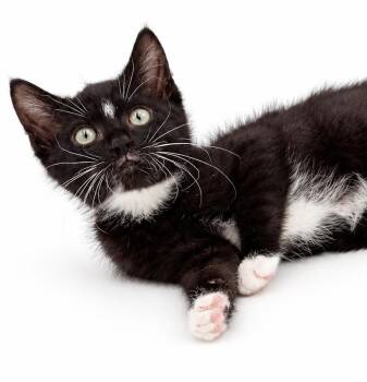 Scout is a dream kitten - BONDED TO WRENNY -  Tuxedo and Maine Coon Cat for Adoption in Bedford Hills, New York - Scout Is A Dream Kitten - BONDED TO WRENNY | PetCurious