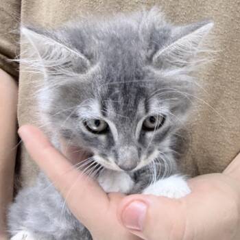 Crunchwrap Supreme-5096 -  Domestic Long Hair Cat for Adoption in Tyler, Texas - Crunchwrap Supreme-5096 | PetCurious