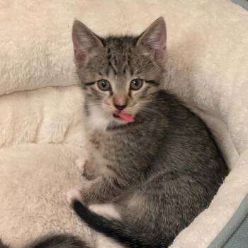 Wren -  Domestic Short Hair Cat Available for Adoption in Houston, Texas - Wren | PetCurious