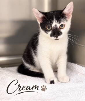 Cream -  Domestic Short Hair Cat for Adoption in Pawleys Island, South Carolina - Cream | PetCurious