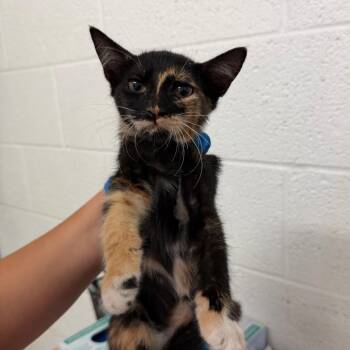 Mallory -  Domestic Short Hair Cat for Adoption in Edinburg, Texas - Mallory | PetCurious