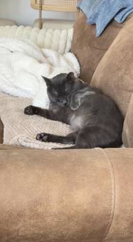 Domestic Short Hair Cats Available for Adoption in Long Beach, California - Henry | PetCurious