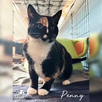 Rescue Domestic Short Hair Cats for Adoption in Youngwood, Pennsylvania - Penny | PetCurious