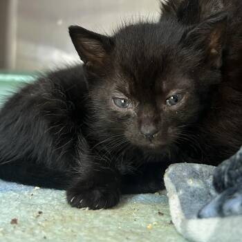 Raspberry -  Domestic Short Hair Cat for Adoption in Enterprise, Alabama - Raspberry | PetCurious