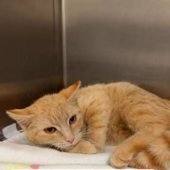 Domestic Short Hair Cats Available for Adoption in Rocky Mount, Virginia - The Braincell | PetCurious