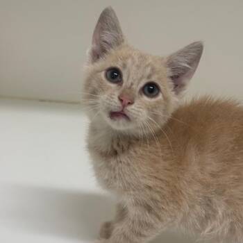 Domestic Short Hair Cats Available for Adoption in League City, Texas - Timber | PetCurious