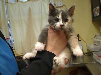 PARIS -  Domestic Short Hair Cat for Adoption in Cookeville, Tennessee - PARIS | PetCurious