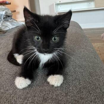 Dale -  Domestic Short Hair Cat for Adoption in Valdosta, Georgia - Dale | PetCurious
