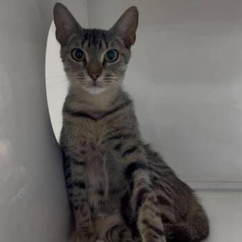 Lou Anne -  Domestic Short Hair Cat for Adoption in Clearwater, Florida - Lou Anne | PetCurious