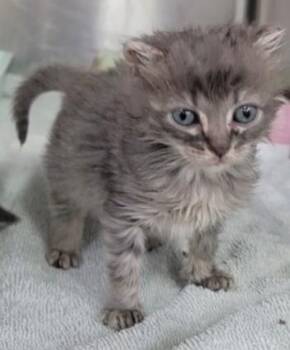 Buttercup -  Domestic Medium Hair and Domestic Long Hair Cat for Adoption in Wilmington, North Carolina - Buttercup | PetCurious