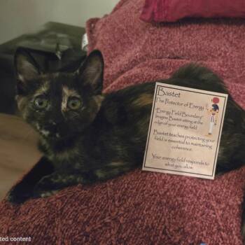 Bastet -  Domestic Short Hair Cat for Adoption in Fort Worth, Texas - Bastet | PetCurious