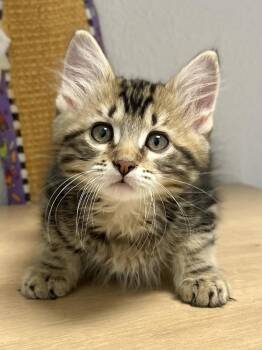 Trout -  Domestic Long Hair and Tabby Cat for Adoption in Jamestown, California - Trout | PetCurious