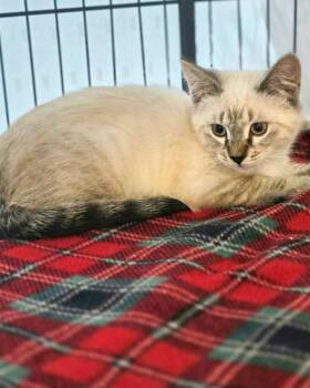 Bijou -  Domestic Short Hair and Siamese Cat for Adoption in Novato, California - Bijou | PetCurious