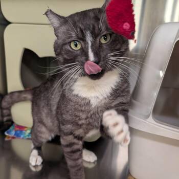 Domestic Short Hair Cats Available for Adoption in Palm Harbor, Florida - Tony | PetCurious