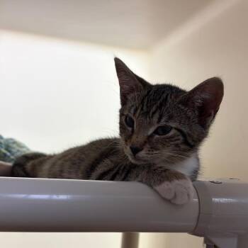Chirp -  Domestic Short Hair Cat for Adoption in Harrisonburg, Virginia - Chirp | PetCurious