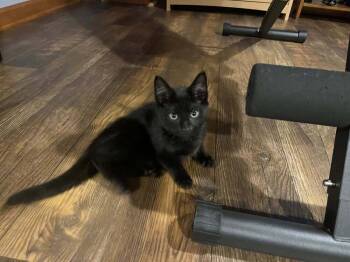 Rescue Domestic Short Hair Cats for Adoption in Breinigsville, Pennsylvania - Windsor | PetCurious