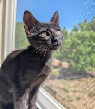 Domestic Short Hair Cats Available for Adoption in Fort Collins, Colorado - Lyra | PetCurious